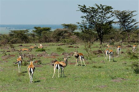 savanna - Thompson's gazelle (Gazella thomsoni), Masai Mara, Kenya, East Africa, Africa Stock Photo - Rights-Managed, Code: 841-06342296