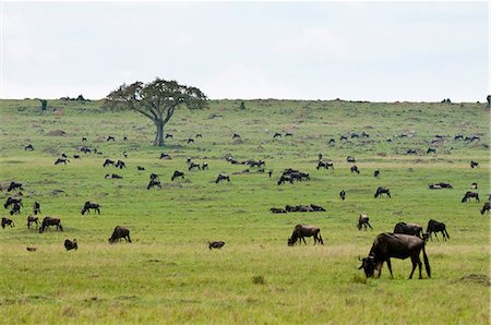 simsearch:693-03306448,k - Gnus (Connochaetes Taurinus), Masai Mara, Kenia, Ostafrika, Afrika Stockbilder - Lizenzpflichtiges, Bildnummer: 841-06342298