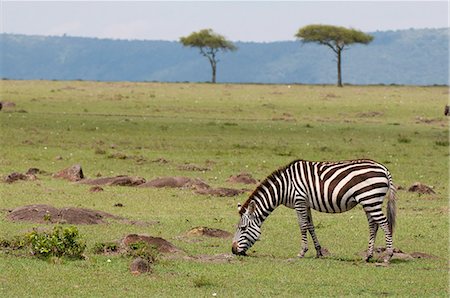 savanne - Gemeinsame Zebra (Equus Quagga), Masai Mara, Kenia, Ostafrika, Afrika Stockbilder - Lizenzpflichtiges, Bildnummer: 841-06342290