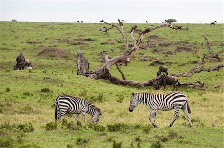 Commune zèbres (Equus quagga), Masai Mara, Kenya, Afrique de l'est, Afrique Photographie de stock - Rights-Managed, Code: 841-06342292