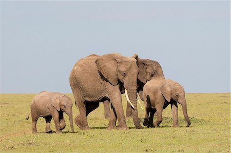 African elephant (Loxodonta africana), Masai Mara, Kenya, East Africa, Africa Stock Photo - Rights-Managed, Code: 841-06342309