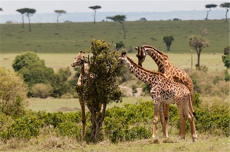 simsearch:841-06342275,k - Giraffe (Giraffa camelopardalis), Masai Mara, Kenya, East Africa, Africa Foto de stock - Con derechos protegidos, Código: 841-06342312