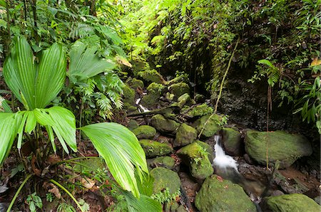 simsearch:862-06542644,k - Morne Trois Pitons National Park, UNESCO World Heritage Site, Dominica, West Indies, Caribbean, Central America Foto de stock - Direito Controlado, Número: 841-06342337