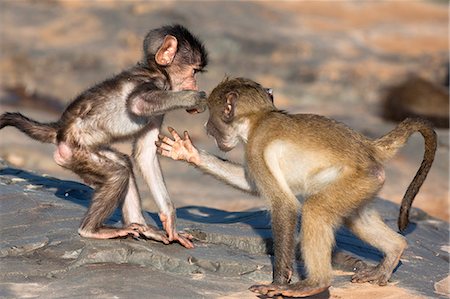 Baby Chacma Paviane (Papio Cynocephalus Ursinus), Playfighting, Krüger Nationalpark, Südafrika, Afrika Stockbilder - Lizenzpflichtiges, Bildnummer: 841-06342366