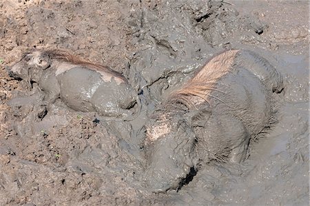 Warthog (Phacochoerus aethiopicus) wallowing, Mkhuze Game Reserve, South Africa, Africa Stock Photo - Rights-Managed, Code: 841-06342369