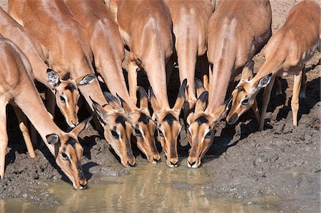 Impala (Aepyceros melampus), les femelles à trou d'eau, Mkhuze Game Reserve, Afrique du Sud, Afrique Photographie de stock - Rights-Managed, Code: 841-06342361