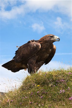 regal - Golden eagle (Aquila chrysaetos), captive, United Kingdom, Europe Stock Photo - Rights-Managed, Code: 841-06342374