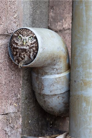 funny animal not people - Little owl (Athene noctua) in drainpipe, captive, United Kingdom, Europe Stock Photo - Rights-Managed, Code: 841-06342375