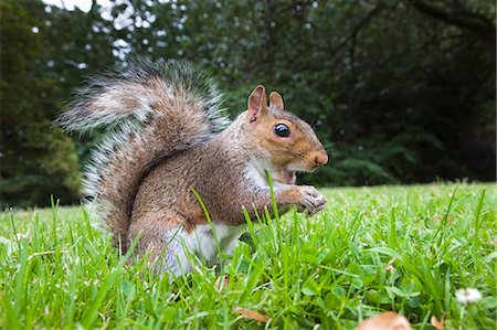 squirrel - Grey squirrel (Sciurus carolinensis), in city park, Brandon Park, Bristol, England, United Kingdom, Europe Stock Photo - Rights-Managed, Code: 841-06342379