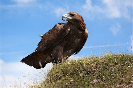 Golden eagle (Aquila chrysaetos), captive, United Kingdom, Europe Stock Photo - Rights-Managed, Code: 841-06342373