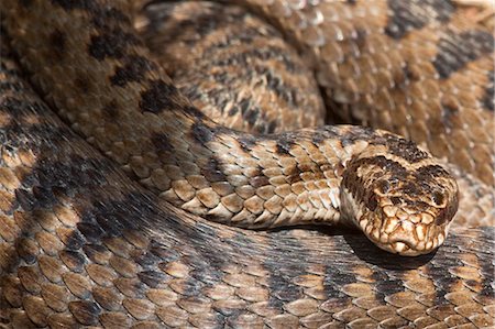 serpent - Adder (Vipera berus) en gros plan, avant de faire la peau, Parc National de Northumberland, Angleterre, Royaume-Uni, Europe Photographie de stock - Rights-Managed, Code: 841-06342380