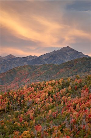 Orange clouds at sunset over orange and red maples in the fall, Uinta National Forest, Utah, United States of America, North America Foto de stock - Con derechos protegidos, Código: 841-06342415