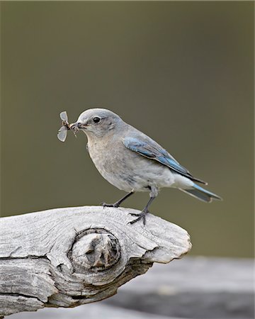 prey - Female mountain bluebird (Sialia currucoides) with an insect, Yellowstone National Park, Wyoming, United States of America, North America Stock Photo - Rights-Managed, Code: 841-06342429