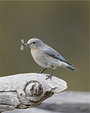 simsearch:841-07590275,k - Female mountain bluebird (Sialia currucoides) with an insect, Yellowstone National Park, Wyoming, United States of America, North America Stock Photo - Rights-Managed, Code: 841-06342429