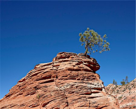 sedimentary rock - Small evergreen growing atop a small red rock formation, Zion National Park, Utah, United States of America, North America Stock Photo - Rights-Managed, Code: 841-06342449