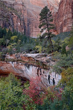 Evergreens, red maples, and red rock on the Emerald Pools Trail, Zion National Park, Utah, United States of America, North America Stock Photo - Rights-Managed, Code: 841-06342451