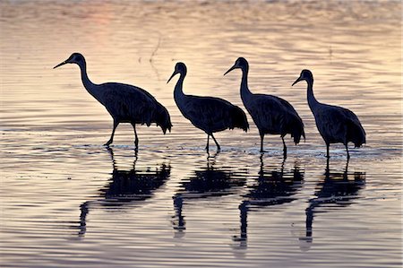 simsearch:841-07205478,k - Line of four Sandhill crane (Grus canadensis) in a pond silhouetted at sunset, Bosque Del Apache National Wildlife Refuge, New Mexico, United States of America, North America Foto de stock - Con derechos protegidos, Código: 841-06342466