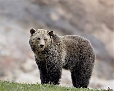 Grizzli (Ursus arctos horribilis), Parc National de Yellowstone, Wyoming, États-Unis d'Amérique, Amérique du Nord Photographie de stock - Rights-Managed, Code: 841-06342474