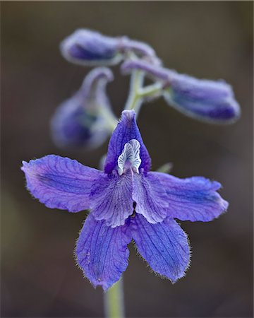 simsearch:841-06342512,k - Upland larkspur (Delphinium nuttallianum), Yellowstone National Park, Wyoming, United States of America, North America Stock Photo - Rights-Managed, Code: 841-06342479