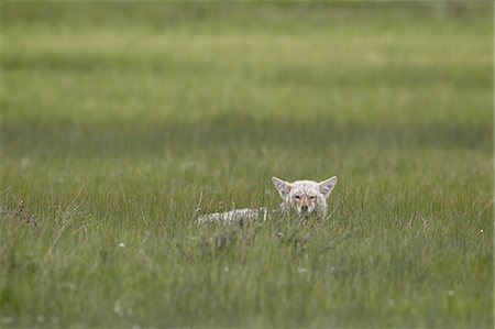 Coyote (Canis latrans) resting, Yellowstone National Park, Wyoming, United States of America, North America Foto de stock - Con derechos protegidos, Código: 841-06342485
