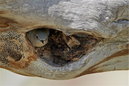 simsearch:841-06342490,k - Female mountain bluebird (Sialia currucoides) about to exit the nest, Yellowstone National Park, Wyoming, United States of America, North America Stock Photo - Rights-Managed, Code: 841-06342488