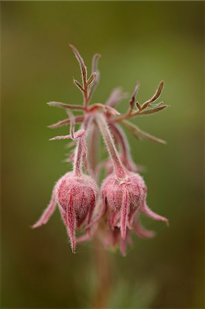 simsearch:841-06342509,k - Prairie smoke (purple aven) (old man's whiskers) (long-plumed avens) (Geum triflorum), Yellowstone National Park, Wyoming, United States of America, North America Foto de stock - Direito Controlado, Número: 841-06342481