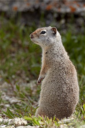 simsearch:6119-07452577,k - Uinta ground squirrel (Urocitellus armatus), Yellowstone National Park, Wyoming, United States of America, North America Stock Photo - Rights-Managed, Code: 841-06342483