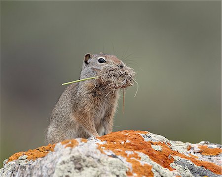 parque nacional yellowstone - Uinta ground squirrel (Urocitellus armatus) with nesting material, Yellowstone National Park, Wyoming, United States of America, North America Foto de stock - Con derechos protegidos, Código: 841-06342495