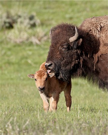 simsearch:841-06342490,k - Bison (Bison bison) cow cleaning her calf, Yellowstone National Park, Wyoming, United States of America, North America Stock Photo - Rights-Managed, Code: 841-06342497