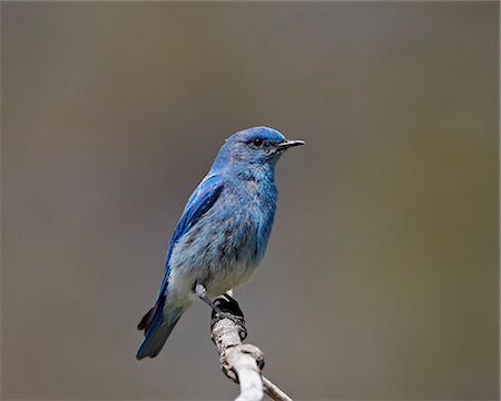 Männlichen Mountain Hüttensänger (Sialia Currucoides), Yellowstone Nationalpark, Wyoming, Vereinigte Staaten von Amerika, Nordamerika Stockbilder - Lizenzpflichtiges, Bildnummer: 841-06342490