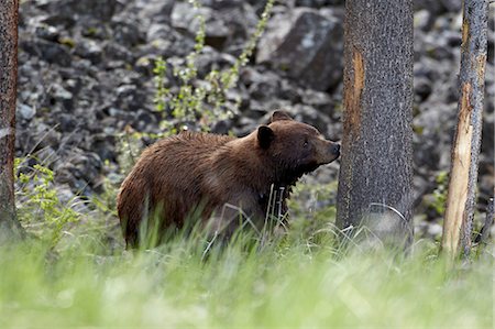 simsearch:841-06342537,k - Cinnamon colored black bear (Ursus americanus), Yellowstone National Park, Wyoming, United States of America, North America Foto de stock - Con derechos protegidos, Código: 841-06342492