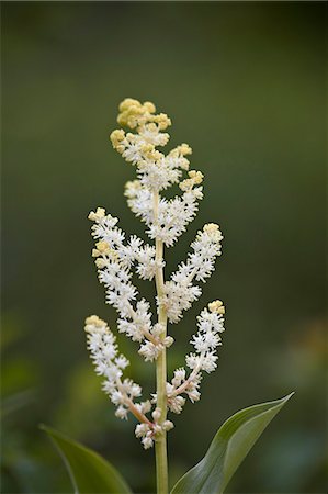simsearch:841-06342512,k - Western false Solomon's seal (false Solomon's seal) (Solomon's plume) (treacleberry) (false spikenard) (Maianthemum racemosum), Glacier National Park, Montana, United States of America, North America Stock Photo - Rights-Managed, Code: 841-06342508