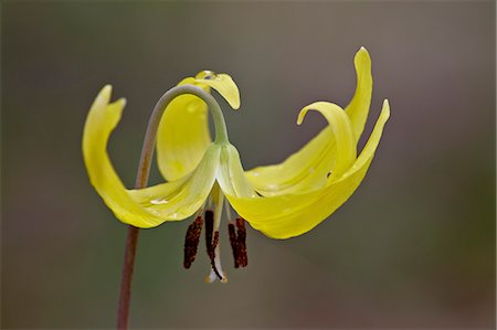 simsearch:841-06342512,k - Glacier lily (dogtooth violet) (Erythronium grandiflorum), Gallatin National Forest, Montana, United States of America, North America Stock Photo - Rights-Managed, Code: 841-06342500