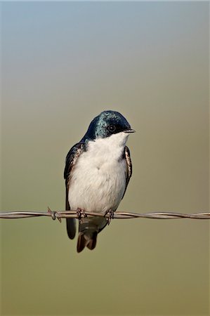 Tree swallow (Tachycineta bicolor), Helena National Forest, Montana, United States of America, North America Stock Photo - Rights-Managed, Code: 841-06342501