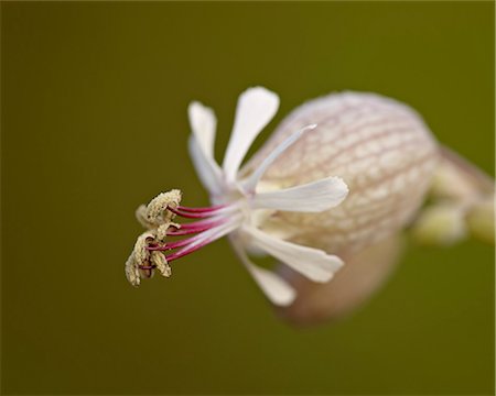 simsearch:841-06342509,k - Bladder campion (Silene vulgaris), Waterton Lakes National Park, Alberta, Canada, North America Foto de stock - Direito Controlado, Número: 841-06342517