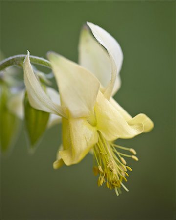 simsearch:841-06342512,k - Yellow columbine (Aquilegia flavescens), Glacier National Park, Montana, United States of America, North America Stock Photo - Rights-Managed, Code: 841-06342511