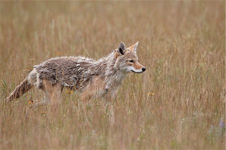 Coyote (Canis latrans), Waterton Lakes National Park, Alberta, Canada, North America Stock Photo - Rights-Managed, Code: 841-06342525