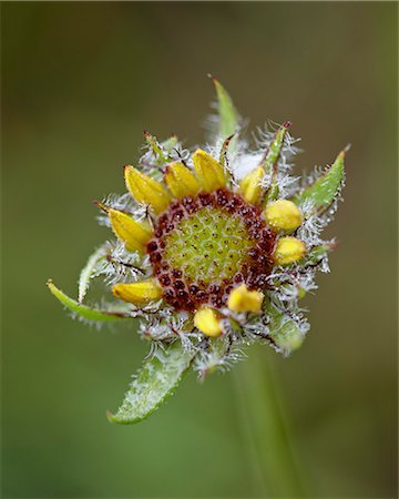 simsearch:841-06342512,k - Common gaillardia (great blanketflower) (blanketflower) (brown-eyed Susan) (Gaillardia aristata), Waterton Lakes National Park, Alberta, Canada, North America Stock Photo - Rights-Managed, Code: 841-06342529