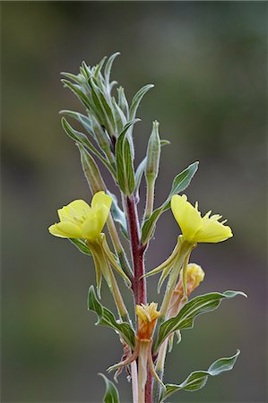 simsearch:841-06342509,k - Yellow evening primrose (Oenothera villosa), Waterton Lakes National Park, Alberta, Canada, North America Foto de stock - Direito Controlado, Número: 841-06342534