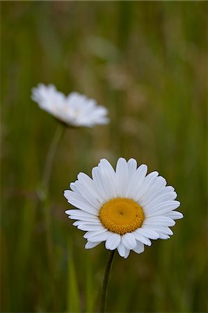 simsearch:841-06342509,k - Oxeye daisy (ox-eye daisy) (Leucanthemum vulgare), Waterton Lakes National Park, Alberta, Canada, North America Foto de stock - Direito Controlado, Número: 841-06342535