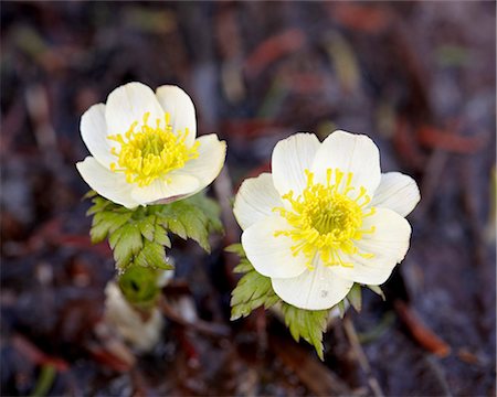 simsearch:841-06342512,k - Western pasqueflower (Anemone occidentalis), Glacier National Park, Montana, United States of America, North America Stock Photo - Rights-Managed, Code: 841-06342538