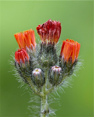 simsearch:841-06342512,k - Orange hawkweed (fox-and-cubs) (tawny hawkweed) (Devil's paintbrush) (Grim-the-Collier) (Pilosella aurantiaca), Idaho Panhandle National Forests, Idaho, United States of America, North America Stock Photo - Rights-Managed, Code: 841-06342544