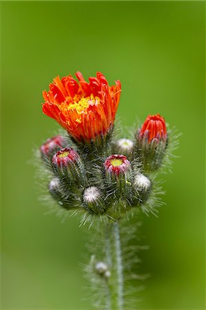 Orange hawkweed (fox-and-cubs) (tawny hawkweed) (Devil's paintbrush) (Grim-the-Collier) (Pilosella aurantiaca), Idaho Panhandle National Forests, Idaho, United States of America, North America Foto de stock - Con derechos protegidos, Código: 841-06342545