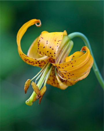 simsearch:841-06342509,k - Tiger lily (Columbian lily) (Oregon lily) (Lilium columbianum), Idaho Panhandle National Forests, Idaho, United States of America, North America Foto de stock - Direito Controlado, Número: 841-06342543
