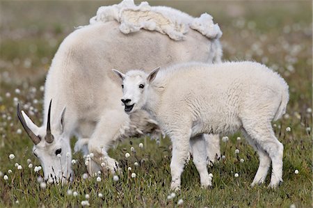 Mountain goat (Oreamnos americanus) nanny and kid in the spring, Shoshone National Forest, Wyoming, United States of America, North America Foto de stock - Direito Controlado, Número: 841-06342566