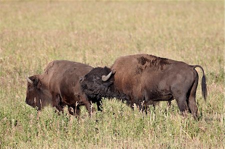 simsearch:841-07205494,k - Bison (Bison bison) bull demonstrating the flehmen response next to a cow, Yellowstone National Park, Wyoming, United States of America, North America Stock Photo - Rights-Managed, Code: 841-06342569