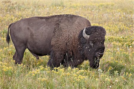 simsearch:841-06342491,k - Bison (Bison bison) bull among yellow wildflowers, Yellowstone National Park, Wyoming, United States of America, North America Stock Photo - Rights-Managed, Code: 841-06342574