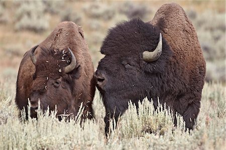 Bison (Bison bison) bull and cow, Yellowstone National Park, Wyoming, United States of America, North America Foto de stock - Con derechos protegidos, Código: 841-06342575