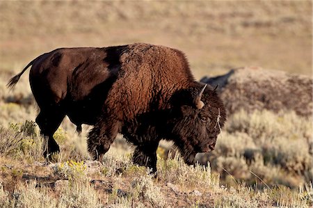 simsearch:841-07590285,k - Bison (Bison bison) bull, Yellowstone National Park, Wyoming, United States of America, North America Foto de stock - Con derechos protegidos, Código: 841-06342570