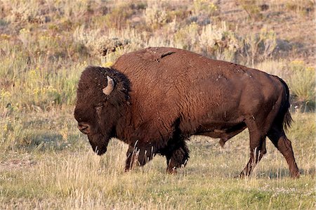 simsearch:841-06342537,k - Bison (Bison bison) bull, Yellowstone National Park, Wyoming, United States of America, North America Foto de stock - Con derechos protegidos, Código: 841-06342571